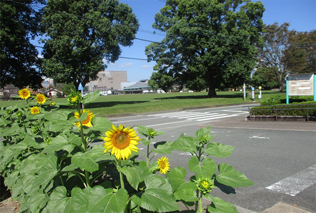 img_himawari2.jpg